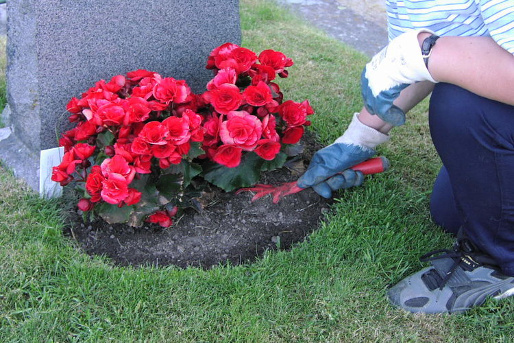 Hand som gräftar jorden vid en grav med blommande röda begonior.