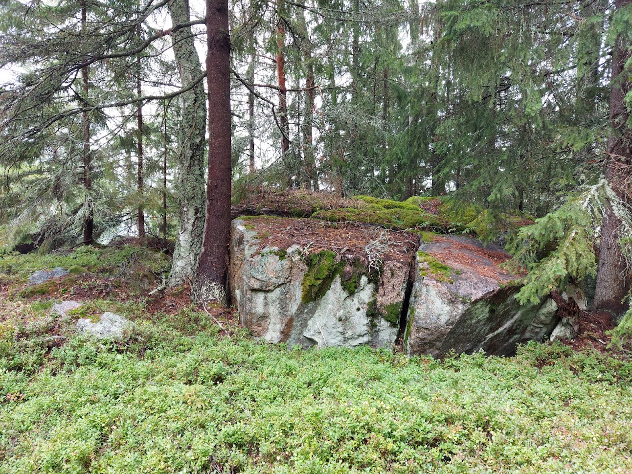 Sten i skogen.